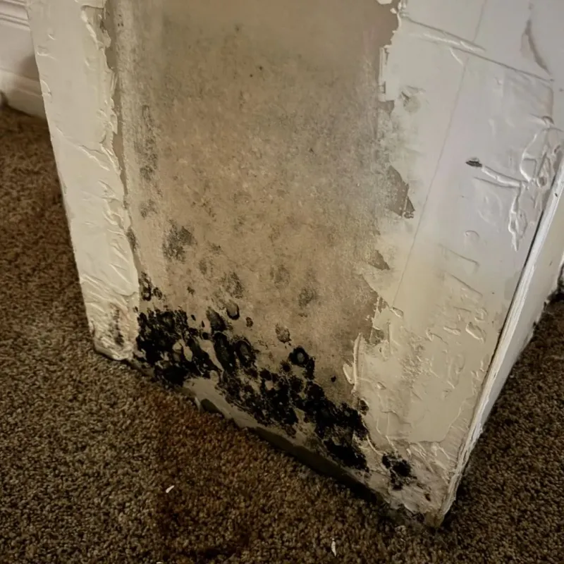 Professional Mold Removal in Emeryville, CA